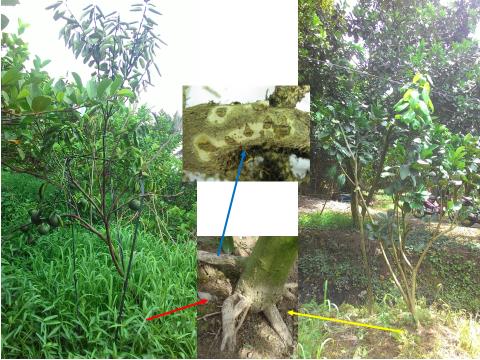 Triệu chứng bệnh nứt thối rễ trên cây cam sành và bưởi da xanh