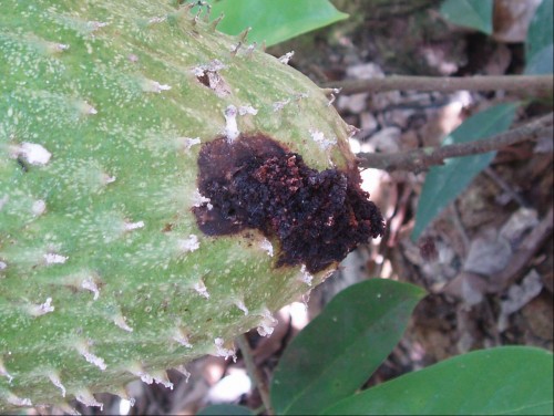 Triệu chứng gây hại