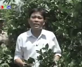 Trồng cam xen ổi