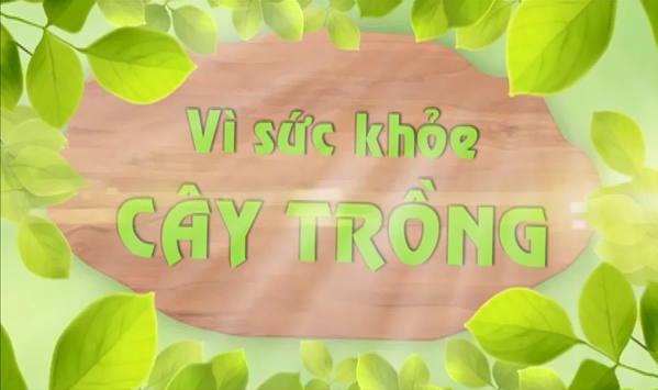 Kỹ thuật xử lý ra hoa và giữ trái sầu riêng